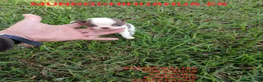 Chihuahua 8