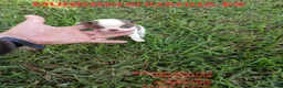 Chihuahua perros en venta: PRECIOSOS CHIHUAHUA RUSO Y ASIÁTICO  - Anuncio 9
