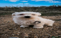 Bichón Maltés perros en venta: Bichón maltes MACHO - Imagen 2