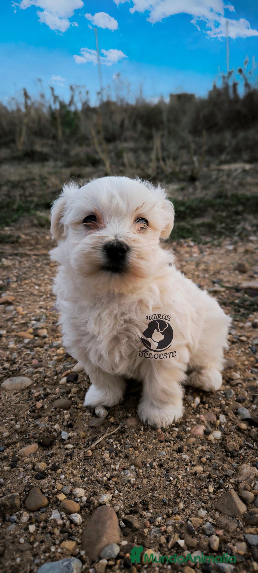 Bichón Maltés perros en venta: Bichón maltes MACHO - Imagen 2