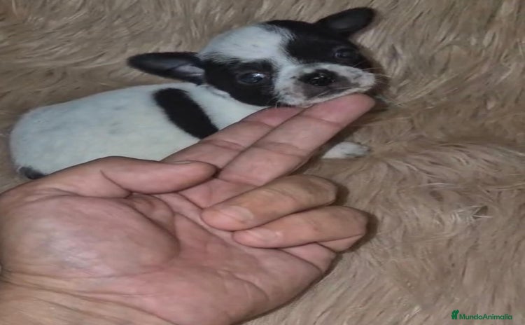 Chihuahua perros - Propaganda 10