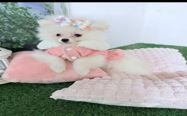 Pomerania perros - Anuncio 13