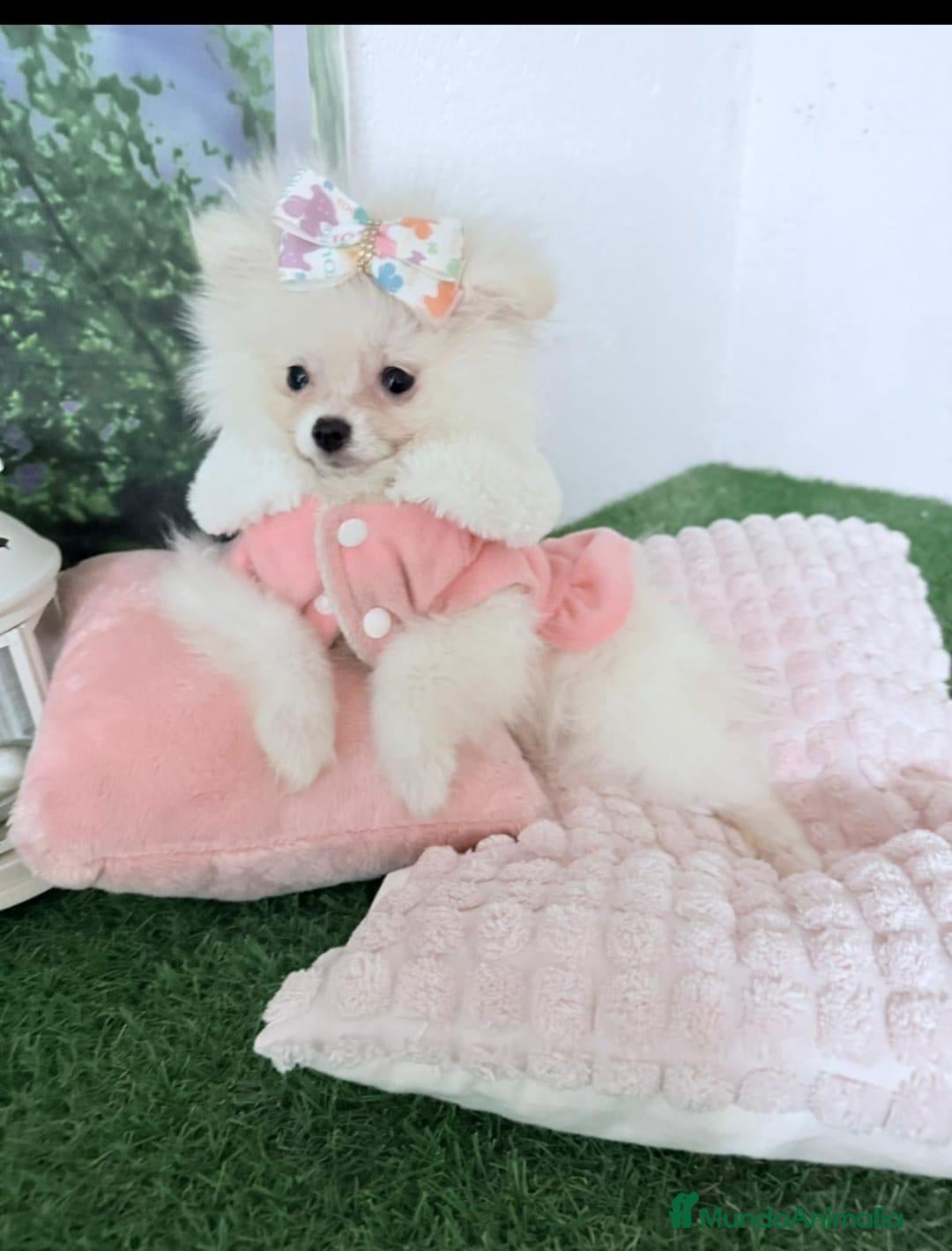 Pomerania perros en venta: Pomeranias miniatura - Imagen 1