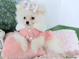 Pomerania perros - Anuncio 12
