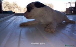 Otras razas perros en venta: Cachorros Crestado Chino con pelo. - Imagen 3