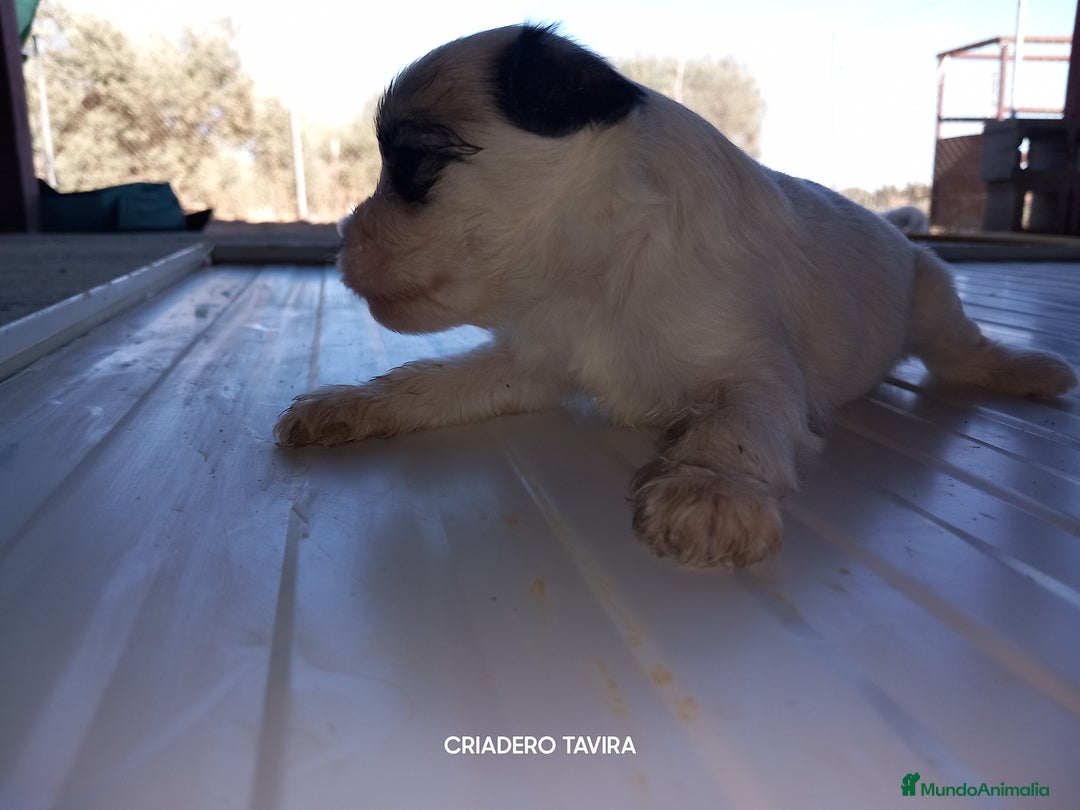 Otras razas perros en venta: Cachorros Crestado Chino con pelo. - Imagen 3