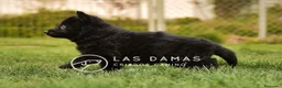 Pastor Alemán perros en venta: Pastor alemán negro de pelo largo - Anuncio 4