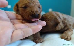 Caniche Toy perros en venta: Caniche rojo  - Imagen 4