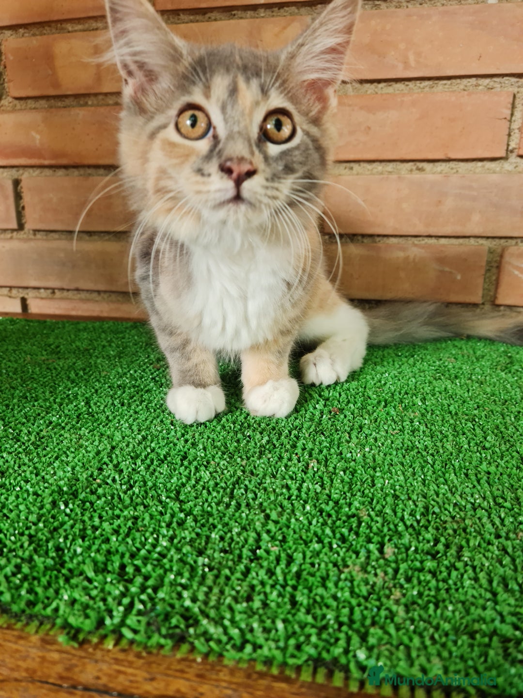 Maine Coon gatos en venta: Maine coom - Imagen 9