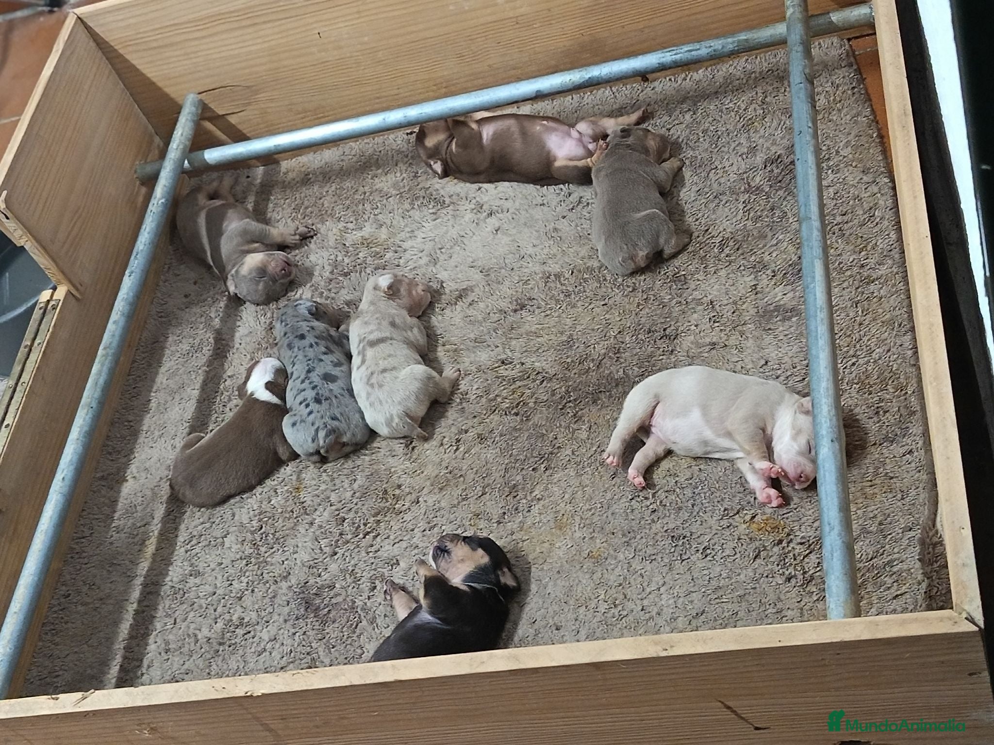 American Bully perros Cachorros american bully pocket merle - Anuncio 1