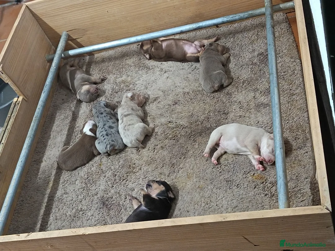 American Bully perros en venta: Cachorros american bully pocket merle - Anuncio 1