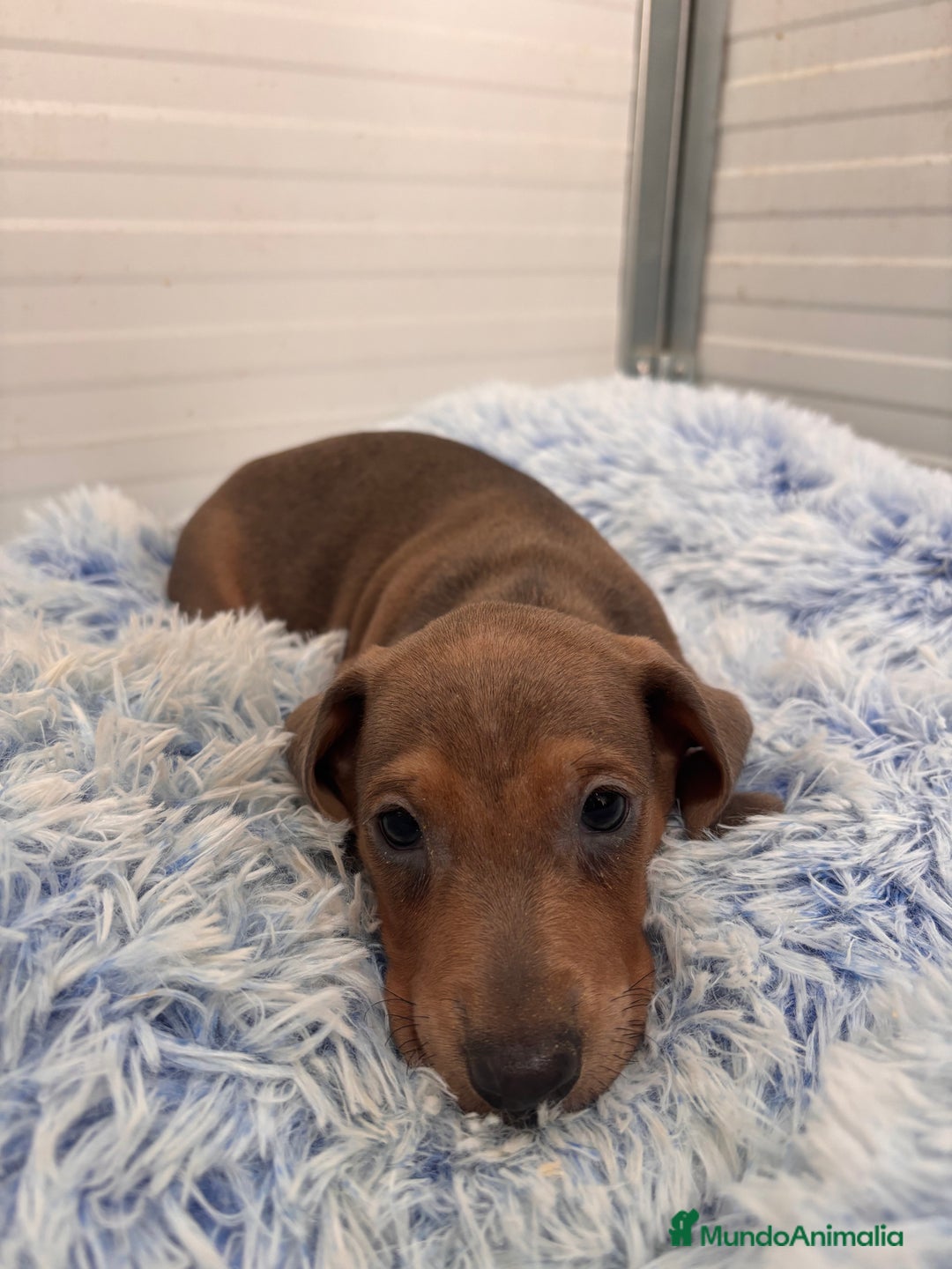 Teckel perros en venta: TECKEL STANDARD - Anuncio 13