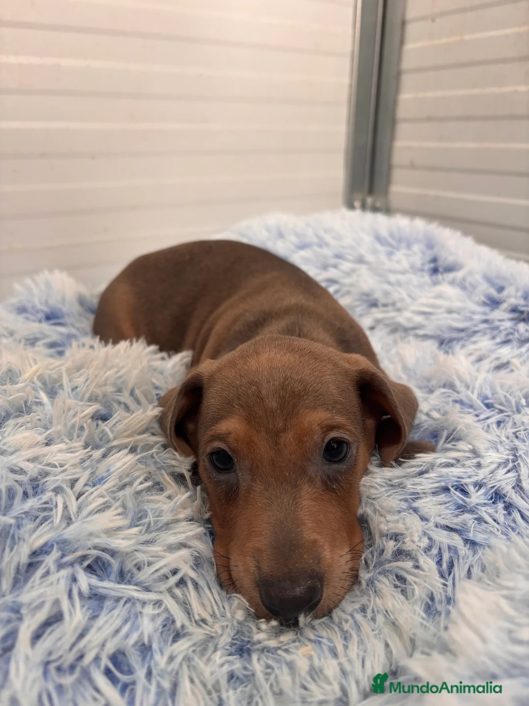 Teckel perros en venta: TECKEL STANDARD - Anuncio 13