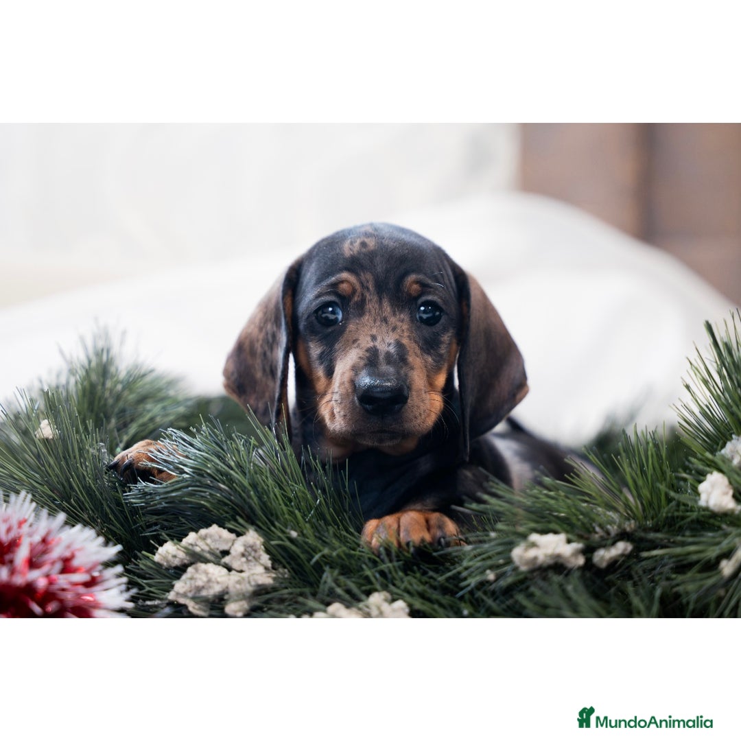 Teckel Miniatura perros en venta: Camada de Teckel miniatura 💙 - Anuncio 6