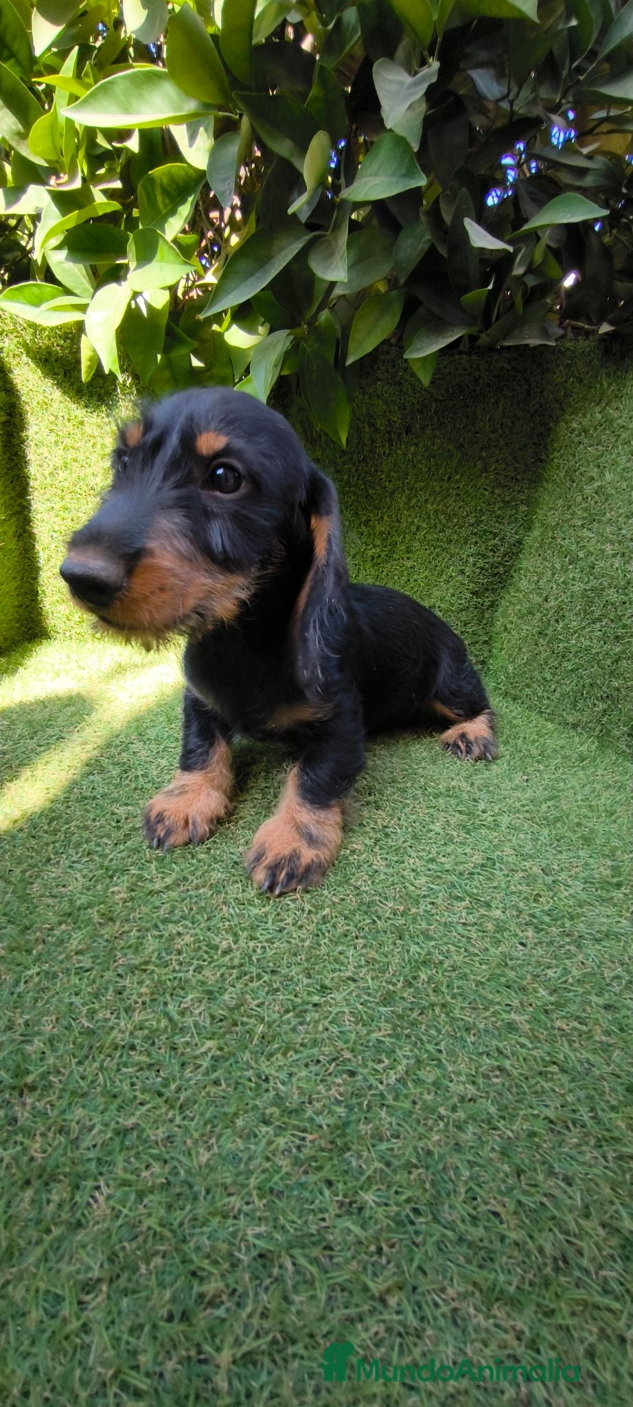 Teckel Miniatura perros teckel pelo basto corto miniatura  negro fuego  - Anuncio 1