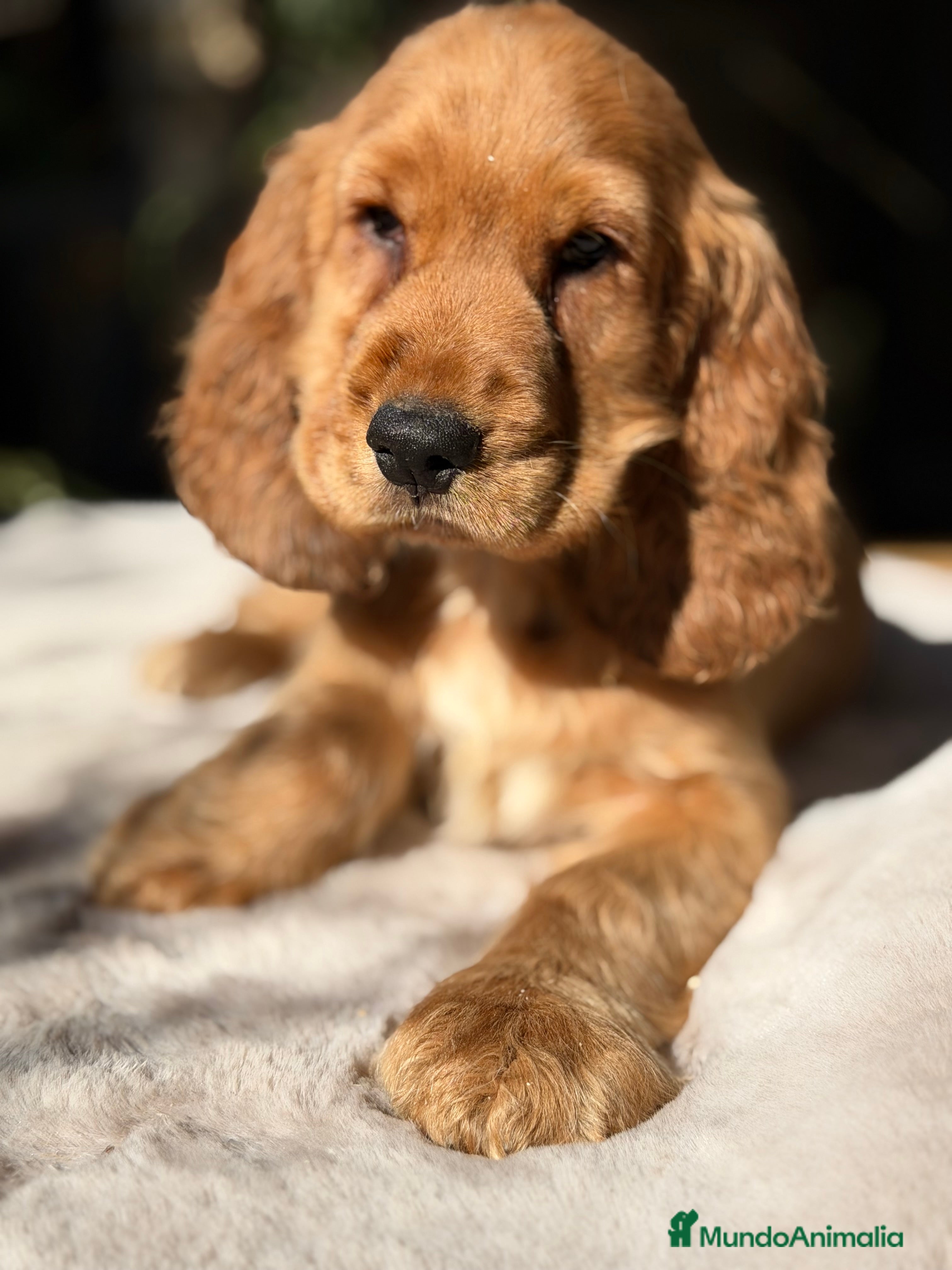 Cocker Spaniel Inglés perros Cocker inglés dorado  - Anuncio 2