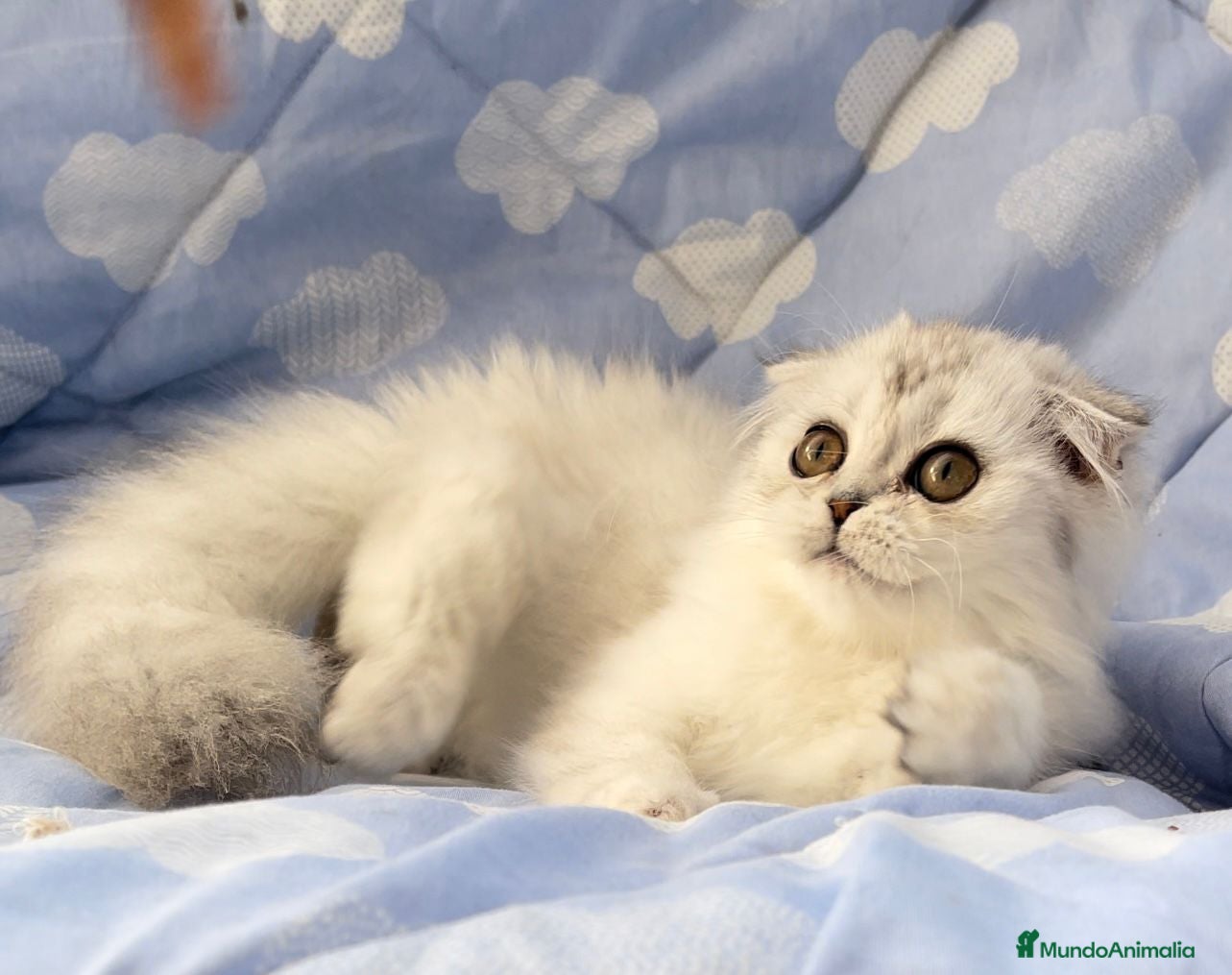 Scottish Fold gatos Espectacular hembra Scottish silver  en Madrid - Anuncio 2