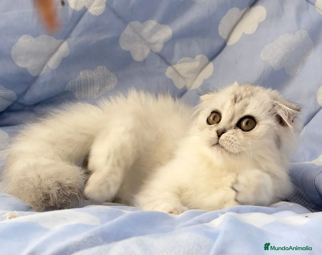 Scottish Fold gatos en venta: Espectacular hembra Scottish silver  en Madrid - Anuncio 2