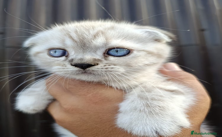 Scottish Straight gatos - Anuncio 6