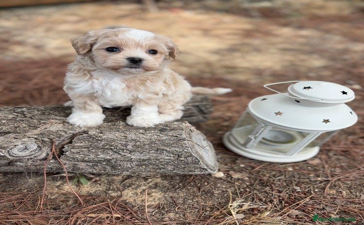 Maltipoo perros - Anuncio 1