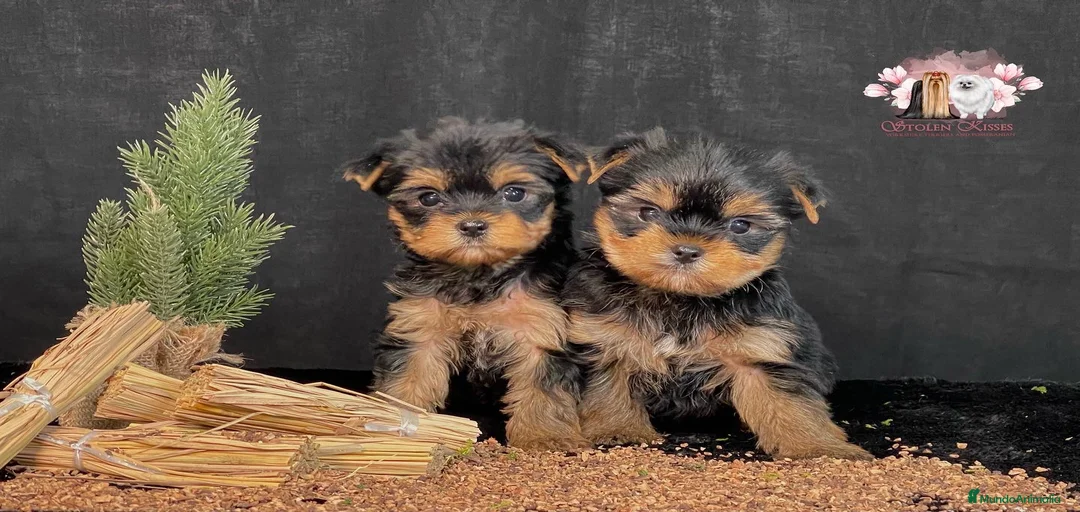 Imagen de galería {{count}}