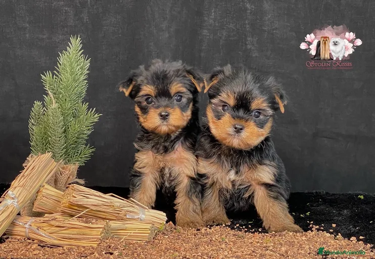 Imagen de galería {{count}}