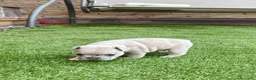 Bulldog Francés perros en venta: Bulldog francés merle fawn - Anuncio 2