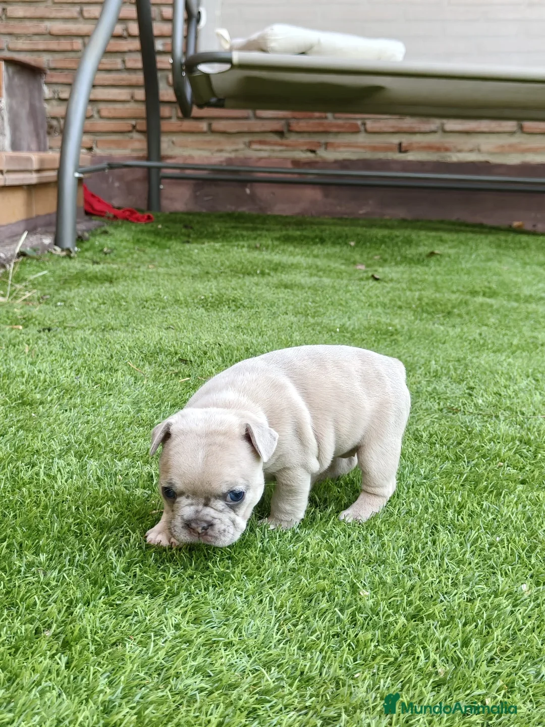 Bulldog Francés perros en venta: Bulldog francés merle fawn - Anuncio 2