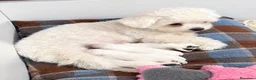 Bichón Maltés perros en venta: Bichon Maltés  - Anuncio 1