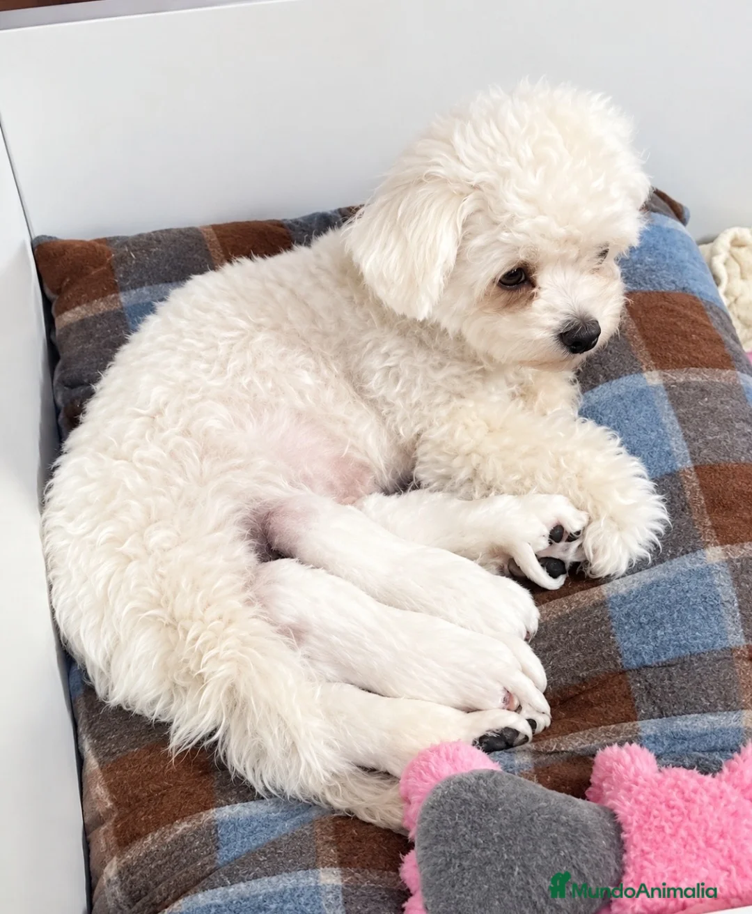 Bichón Maltés perros en venta: Bichon Maltés  - Anuncio 1