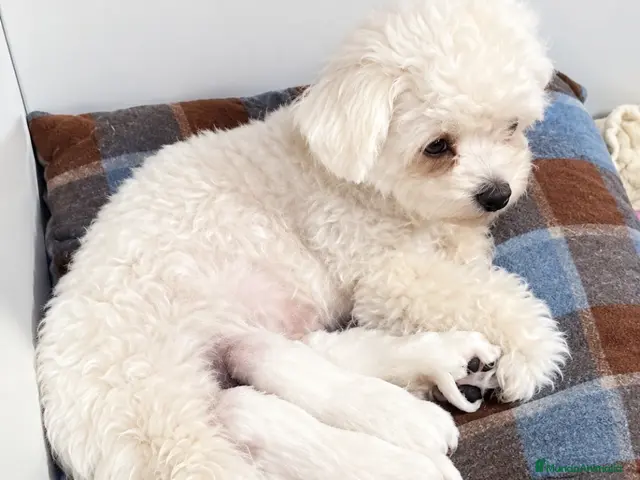 Bichón Maltés perros en venta: Bichon Maltés - Anuncio 1