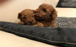 Caniche Toy perros en venta: caniche toy rojo - Imagen 3