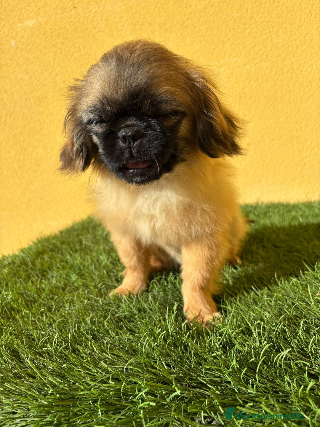 Pekinés perros en venta: hembra de pekines imperial marroncita muy guapa - Imagen 12