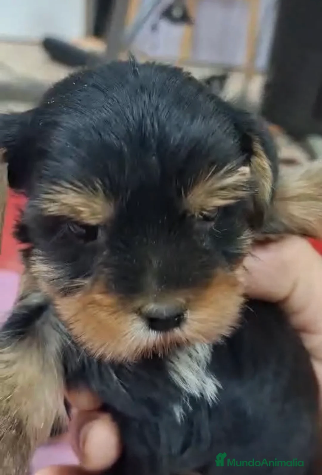 Yorkshire Terrier perros en venta: Preciosa camada de Yorkshire toy - Anuncio 2