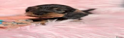 Teckel Miniatura perros en venta: Teckel pelo duro miniatura  - Anuncio 14