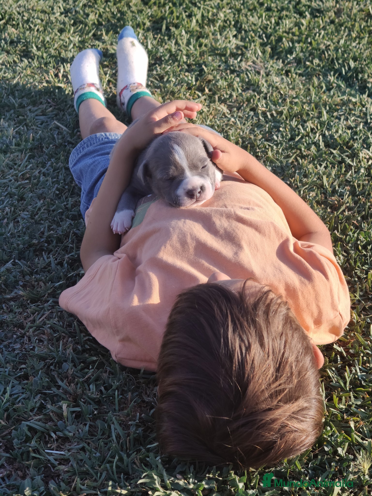 American Staffordshire-Terrier perros en venta: PEDIGREE AMERICAN STAFFORDSHIRE TERRIER BLUE  - Anuncio 17