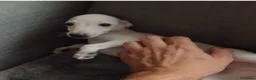 Pequeño Lebrel Italiano perros en venta: Galgo italiano. Crema e Isabela - Anuncio 4