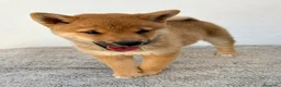Shiba Inu perros en venta: Shiba Inu - Anuncio 6
