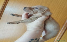 Teckel perros en venta: TECKEL PURA RAZA  - Imagen 4