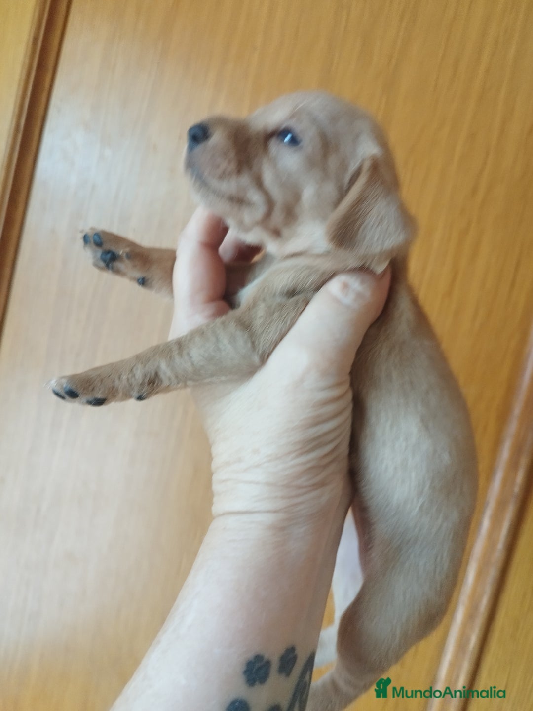 Teckel perros en venta: TECKEL PURA RAZA  - Imagen 4