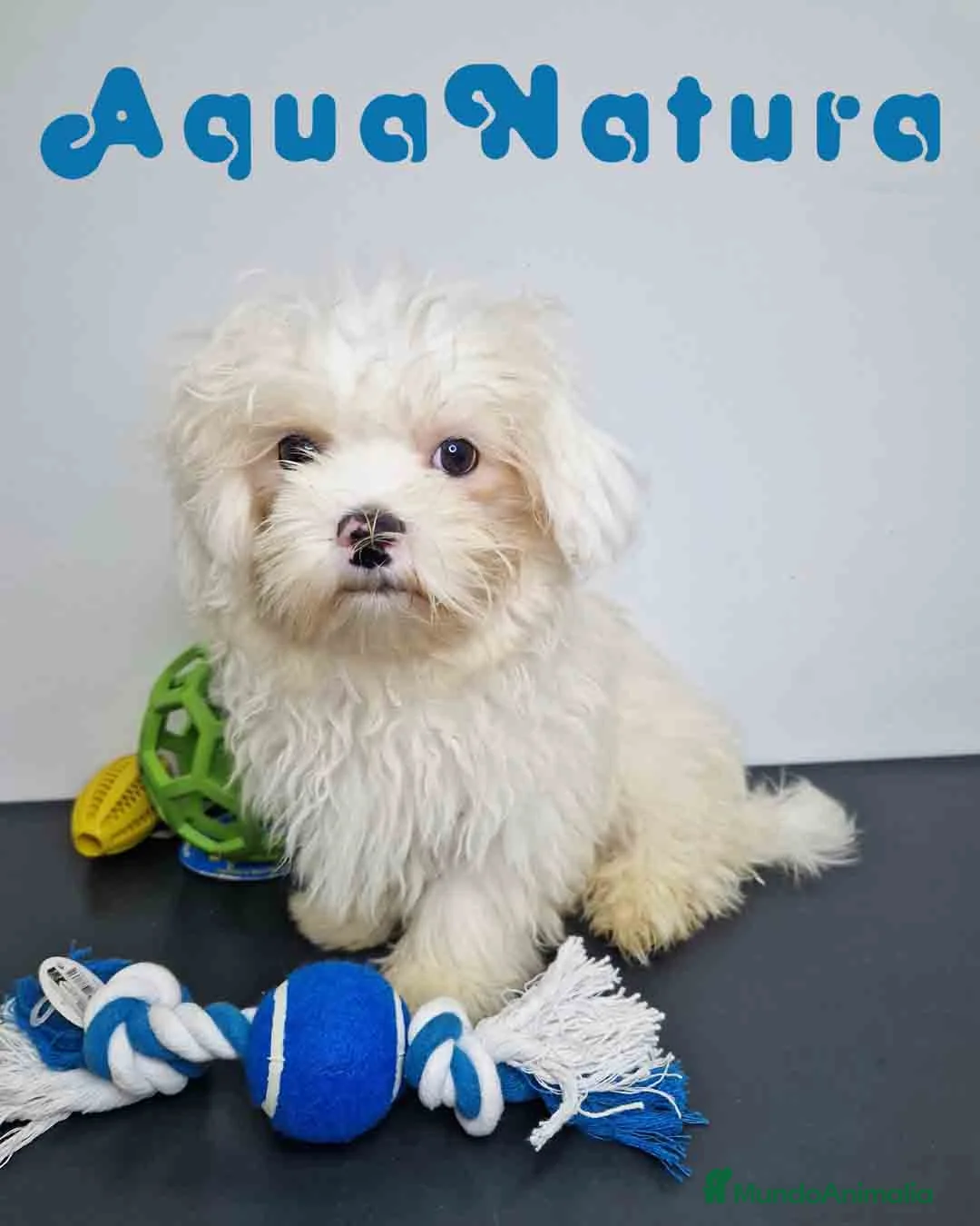 Bichón Habanero perros en venta: Bichon Habanero Macho de Kyi y Nis 6220-AQUANATURA en Barcelona - Anuncio 1