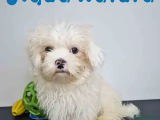 Bichón Habanero perros Bichon Habanero Macho de Kyi y Nis 6220-AQUANATURA en Barcelona - Anuncio 2
