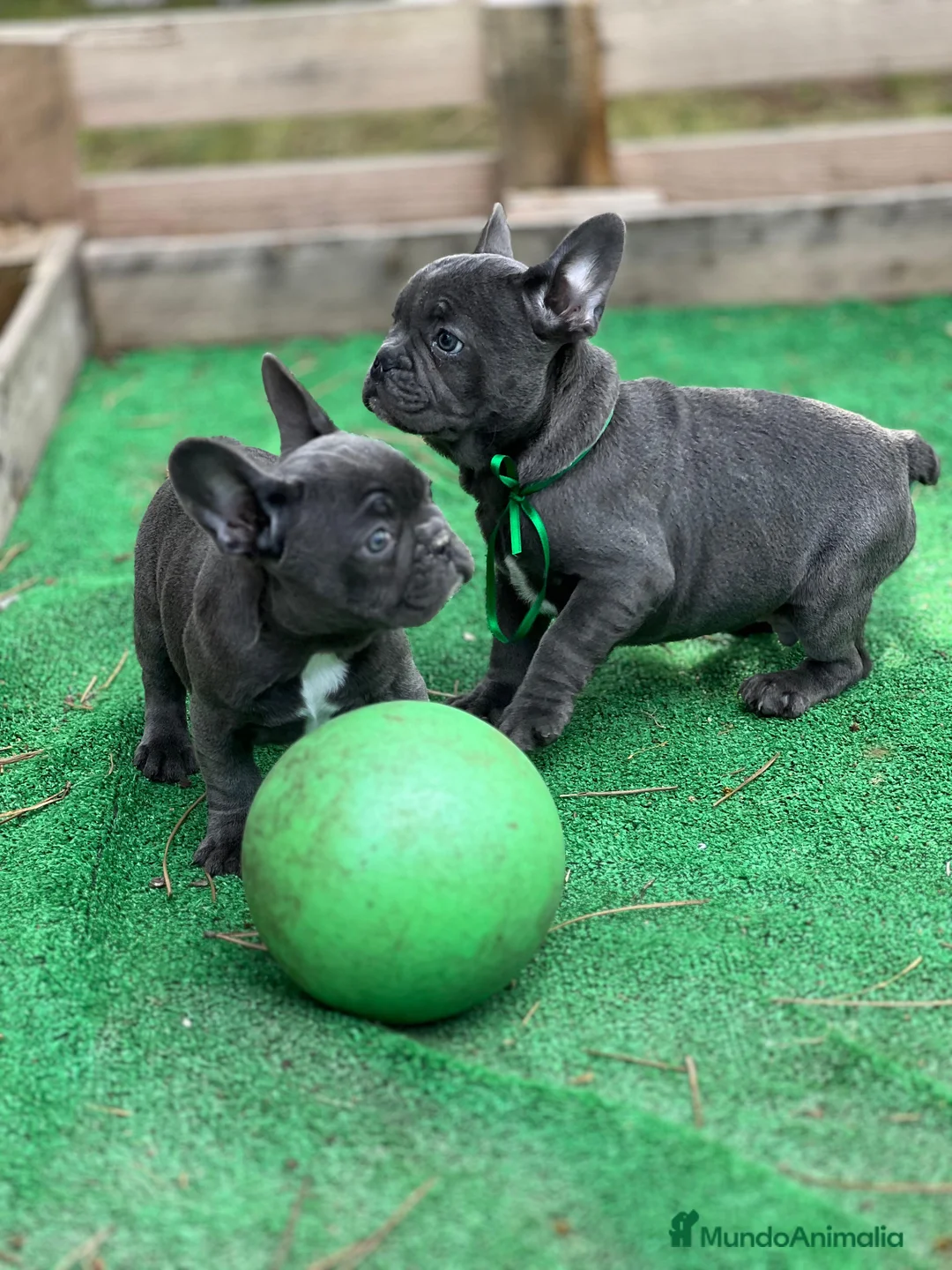 Bulldog Francés perros en venta: Bulldog francés  - Anuncio 3