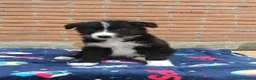 Border Collie perros en venta:  camada de border collie todos los colores - Anuncio 2