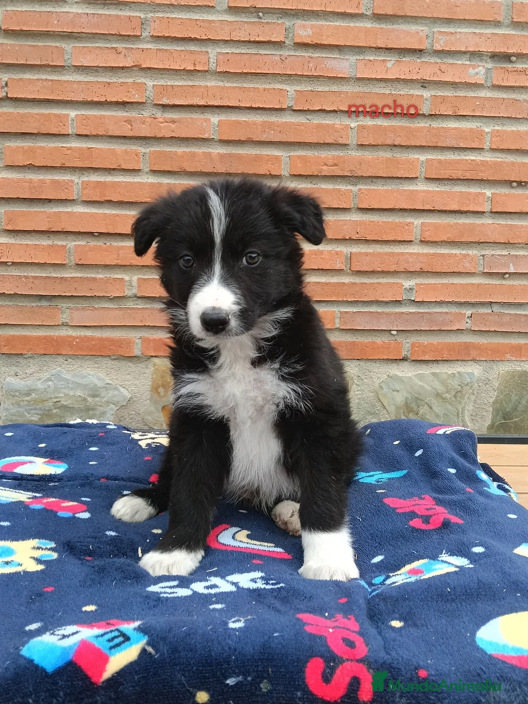 Border Collie perros en venta:  camada de border collie todos los colores - Anuncio 2
