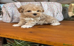 Maltipoo perros en venta: Maltipoo toy hembra!! Para diciembre  - Imagen 2