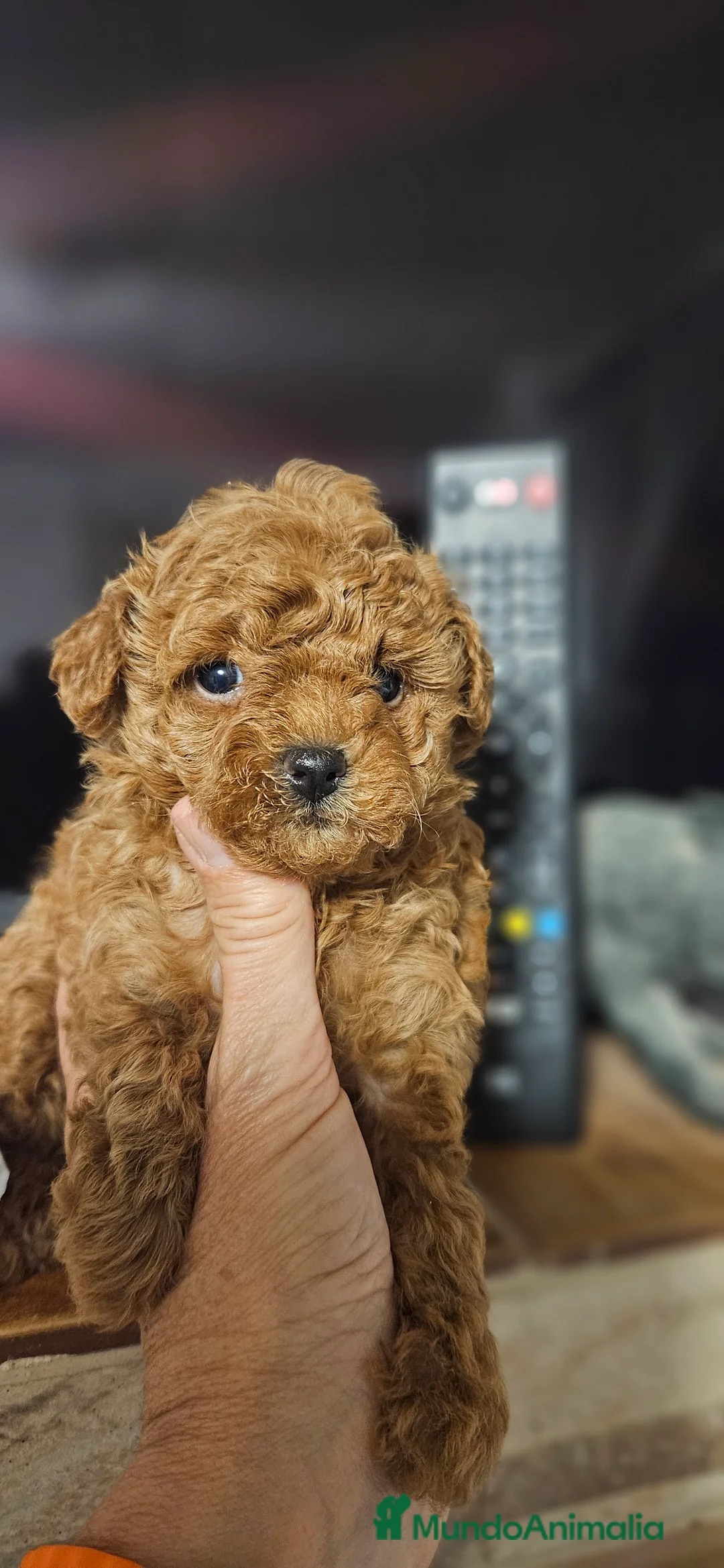 Caniche Toy perros en venta: Caniche toy - Anuncio 9