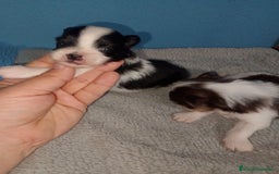 Bichón Maltés perros en venta: Maltipom machos  - Imagen 9