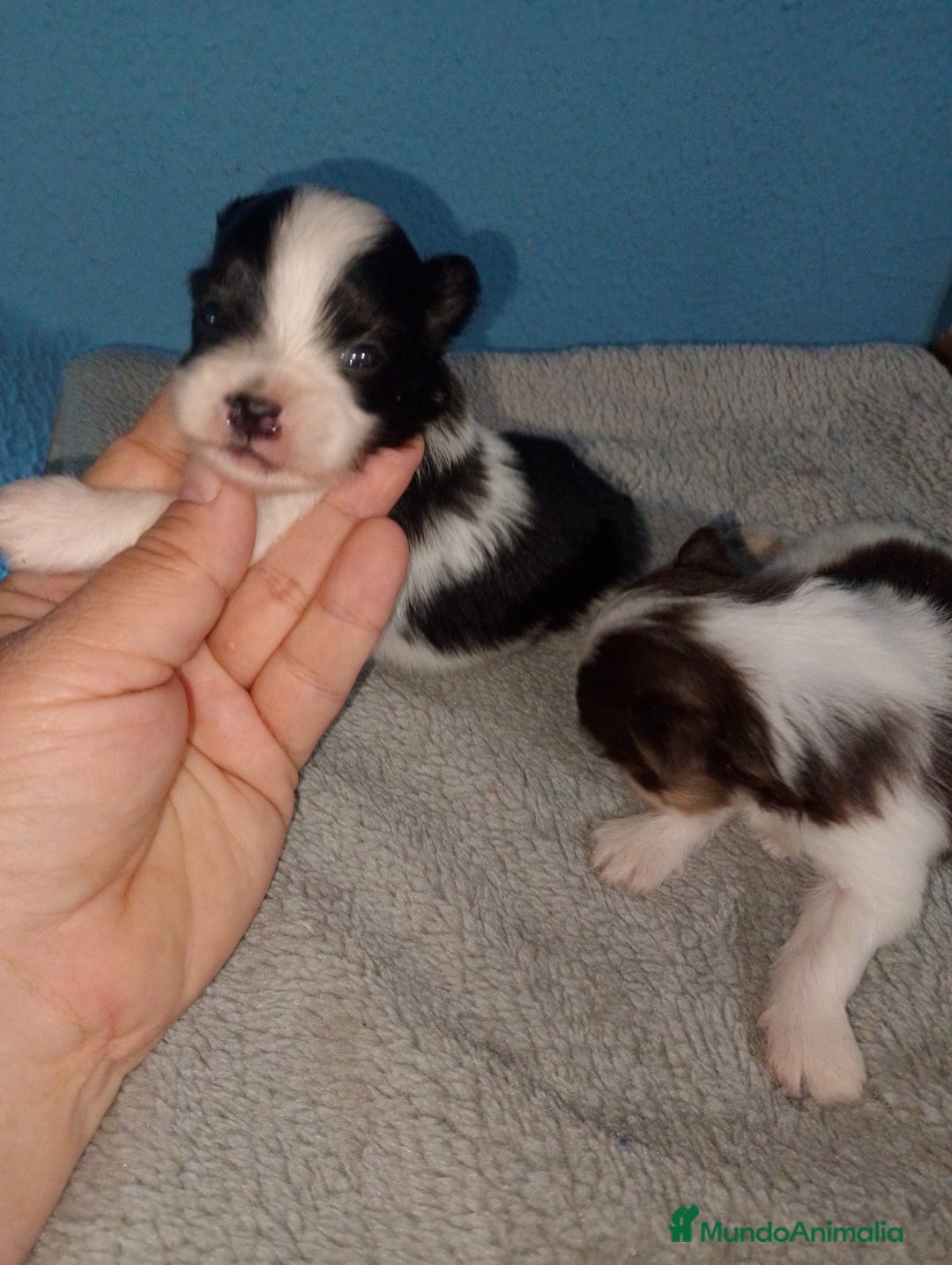 Bichón Maltés perros en venta: Maltipom machos  - Imagen 9