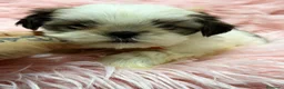Shih Tzu perros en venta: Shih Tzu hembra  - Anuncio 5